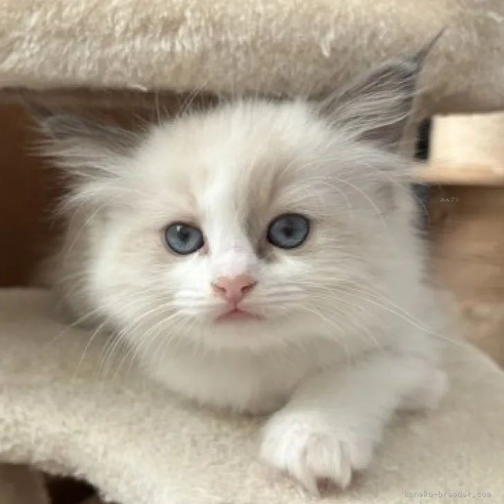 Yn 様のお迎えした子猫