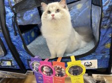 ラグドール【・男の子・2023年11月8日・ブルーポイントバイカラー】