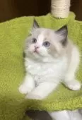ラグドール【東京都・男の子・2025年10月20日・シールポイントバイカラー】の写真3