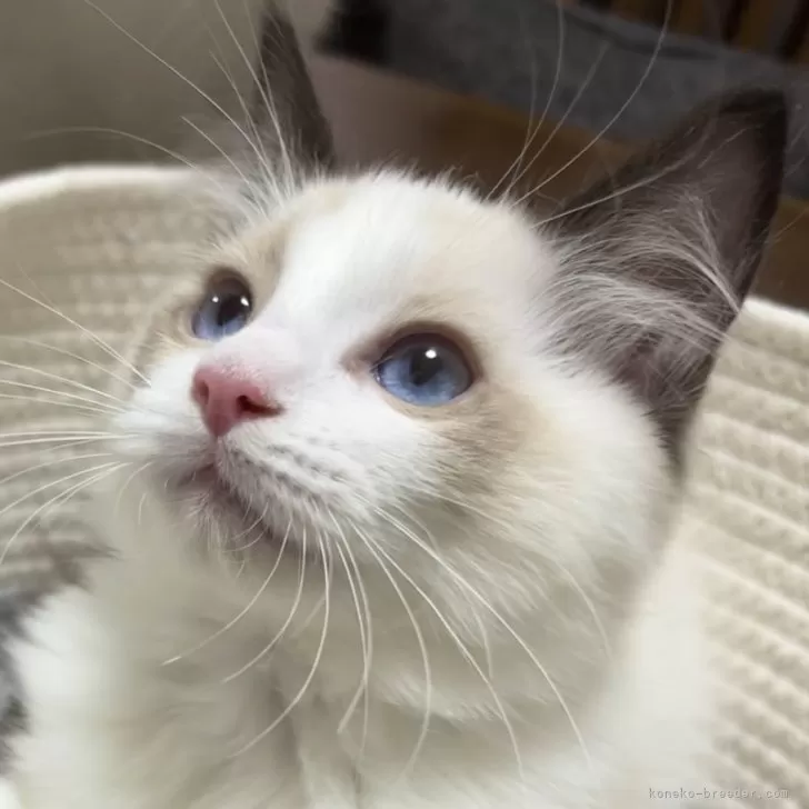 ID:2411-01403の子猫