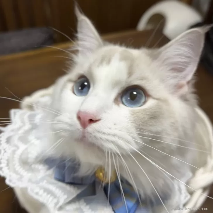 ラグドール【東京都・男の子・2025年4月7日・ブルーリンクスポイントバイカラー】の写真1「甘えん坊さんです💕」