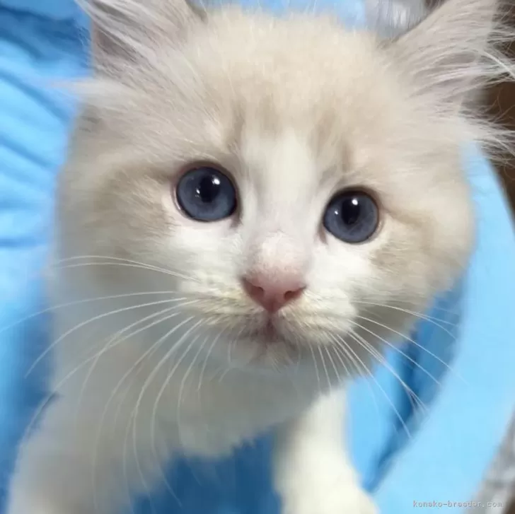 ID：2505-03839の子猫