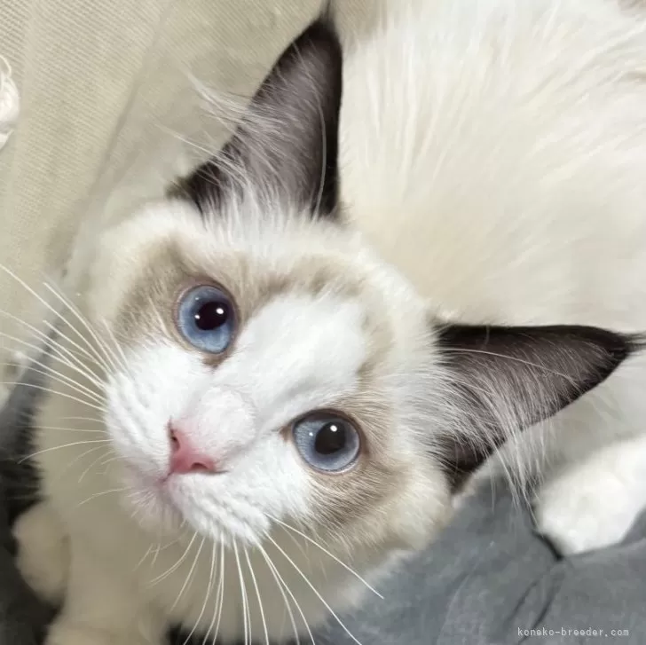 ID:2411-01407の子猫
