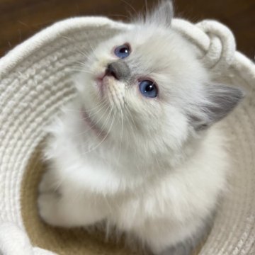 ラグドール【東京都・女の子・2025年10月7日・ブルーポイント】の写真「次女🩷」