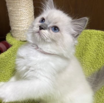 ラグドール【東京都・女の子・2025年10月7日・ブルーポイント】の写真「次女🩷」