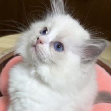 ラグドール【東京都・男の子・2025年10月7日・ブルーポイント】の写真「三男くん」