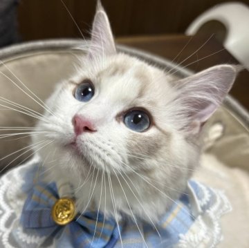 ラグドール【東京都・男の子・2025年4月7日・ブルーリンクスポイントバイカラー】の写真「次男くん　凛々しいお顔✨遊んでとお話ししてくれます」