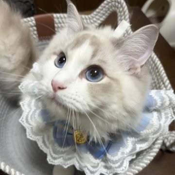 ラグドール【東京都・男の子・2025年4月7日・ブルーリンクスポイントバイカラー】の写真「ワクチン代去勢手術費込み込みの生後200日記念価格」