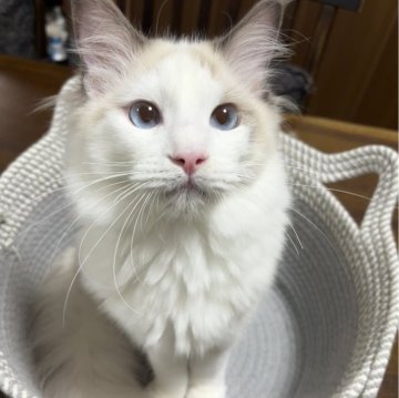 ラグドール【東京都・男の子・2025年5月22日・ブルーポイントバイカラー】の写真「抱っこも1人遊びも大好き✨期間限定ワクチン代込み」