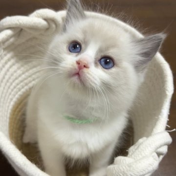 ラグドール【東京都・女の子・2025年10月7日・ブルーポイントバイカラー】の写真「長女ちゃん」