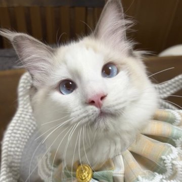 ラグドール【東京都・男の子・2025年5月22日・ブルーポイントバイカラー】の写真「抱っこも1人遊びも大好き✨期間限定ワクチン代込み」