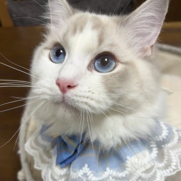 ラグドール【東京都・男の子・2025年4月7日・ブルーリンクスポイントバイカラー】の写真「ワクチン代去勢手術費込み込みの生後200日記念価格」