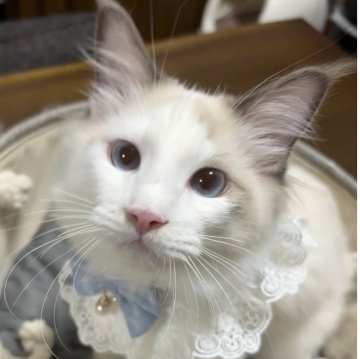 ラグドール【東京都・男の子・2025年5月22日・ブルーポイントバイカラー】の写真「❣️両親遺伝子検査クリア✨期間限定ワクチン代込み」