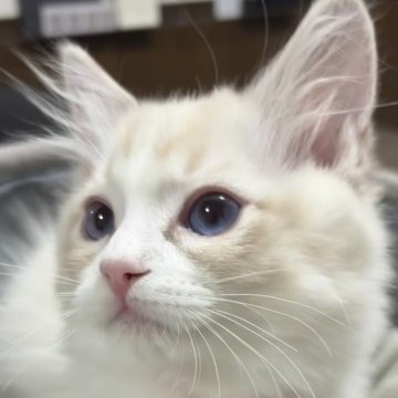 ラグドール【東京都・男の子・2025年11月5日・シールリンクスポイントバイカラー】の写真「模様がくっきりとしたイケメンくん✨」