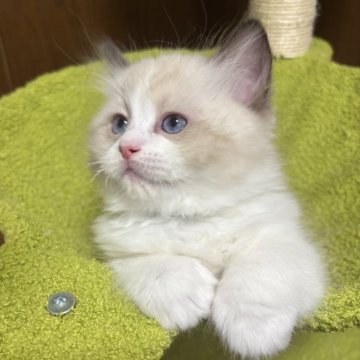 ラグドール【東京都・男の子・2025年10月20日・シールポイントバイカラー】の写真「普段はおっとりだけどおもちゃ大好きな三男くん✨」
