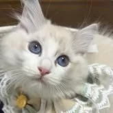 ラグドール【東京都・男の子・2025年4月7日・ブルーリンクスポイントバイカラー】の写真1「遊ぶの大好き💕」