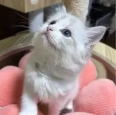 ラグドール【東京都・男の子・2025年4月7日・ブルーリンクスポイントバイカラー】の写真15「上向き✨」