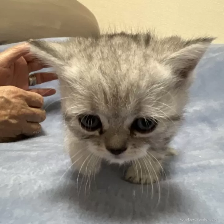 ID:2405-02048の子猫