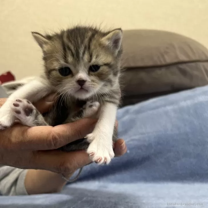 S.T 様のお迎えした子猫