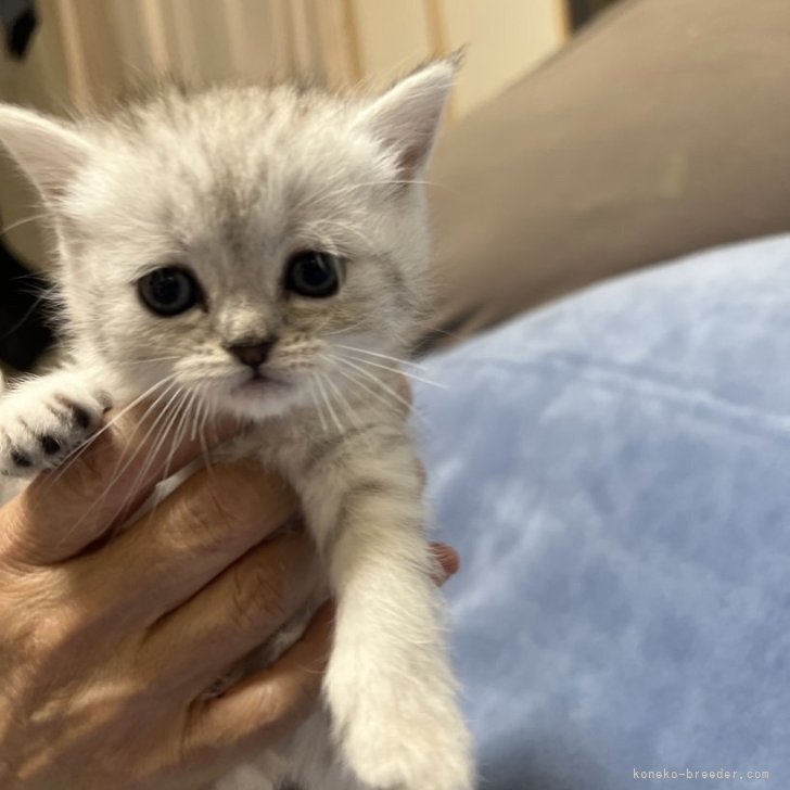 S.T 様のお迎えした子猫