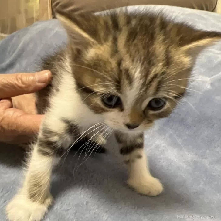 T.Y 様のお迎えした子猫