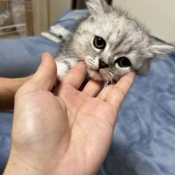 エキゾチックショートヘア【神奈川県・女の子・2023年4月8日・シルバータビー】の写真「可愛い時期にお嫁に行かせてあげたいので値下げします」