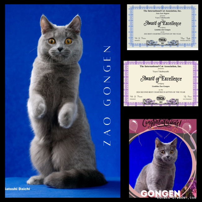 🍀Lienblue Zao Gongen🍀｜高林　弥生(たかばやし　やよい)ブリーダー(奈良県・シャルトリューなど・CFA/TICA/NAG登録)の紹介写真2