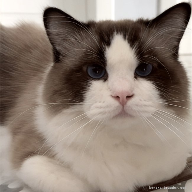 💎ニスモ君💎🌏from 🇺🇸｜高林　弥生(たかばやし　やよい)ブリーダー(奈良県・シャルトリューなど・CFA/TICA/NAG登録)の紹介写真3