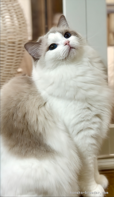 💎ABBA Asuka💎🌏from 🇦🇷｜高林　弥生(たかばやし　やよい)ブリーダー(奈良県・シャルトリューなど・CFA/TICA/NAG登録)の紹介写真6