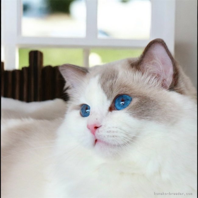 💎ABBA Asuka💎🌏from 🇦🇷｜高林　弥生(たかばやし　やよい)ブリーダー(奈良県・シャルトリューなど・CFA/TICA/NAG登録)の紹介写真6