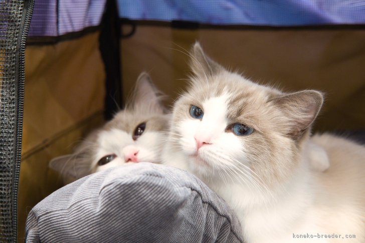 高林弥生ブリーダーのブログ：⭐️キャットショー🎗️に行ってきましたリ🐾🐾