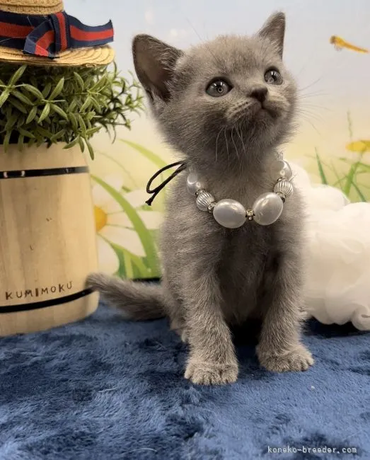 まるる 様のお迎えした子猫