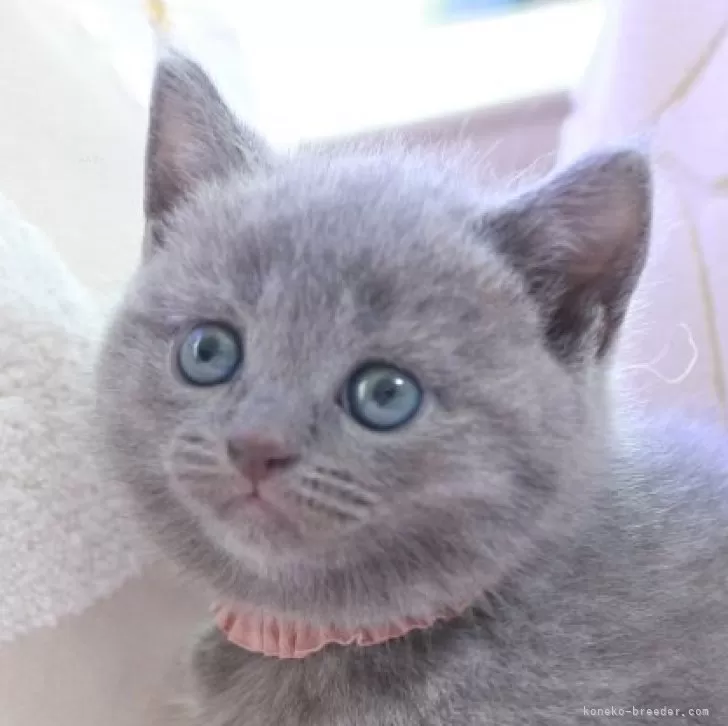 ID:2407-02940の子猫