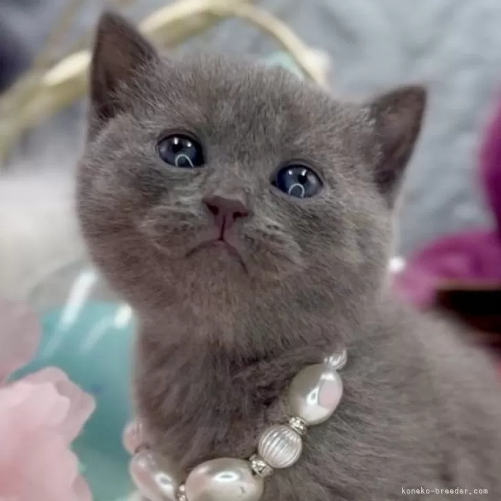 ID:2402-02317の子猫