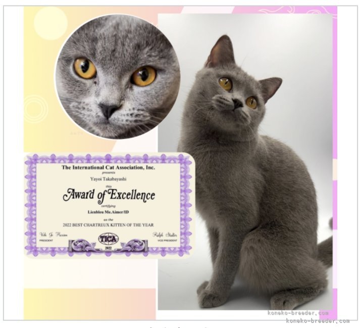 シャルトリュー【・女の子・2021年5月1日・プルー】