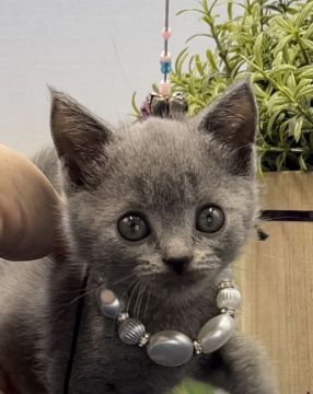 シャルトリュー【奈良県・男の子・2021年7月12日・ブルー（ショート(ダブルコート)）】の写真「まいぺーすぅ❤活発男子👑グリーン王子」