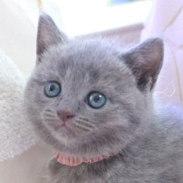 シャルトリュー【奈良県・女の子・2024年7月10日・ブルー】の写真「はい！美しい！ビューティーちゃん❤️」