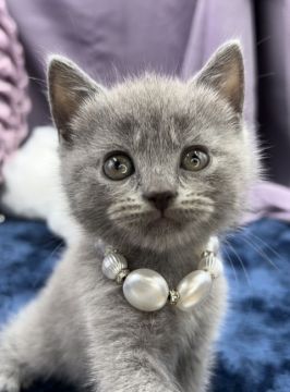 シャルトリュー【奈良県・女の子・2022年4月10日・ブルー（ショート）】の写真「激カワ❤️底なしの明るい子💓活動的なお姫様✨✨」