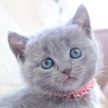 シャルトリュー【奈良県・女の子・2024年7月10日・ブルー】の写真「ごまみちゃん🌹シンデレラになりました〜🧡」