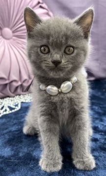 シャルトリュー【奈良県・女の子・2022年4月14日・ブルー（ショート）】の写真「結構しっかり者なはず…ひょうきんマイペーなお姫様✨」