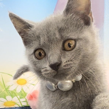 シャルトリュー【奈良県・女の子・2022年4月14日・ブルー（ショート）】の写真「目👀力✨スゴイ👍吸い込まれる綺麗な👀🌹」