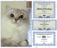 ラグドール【・女の子・2023年10月20日・ブルー リンクス ミテッド】「世界トップレベルの青い目色💎South America No.1ラグドールKitten」