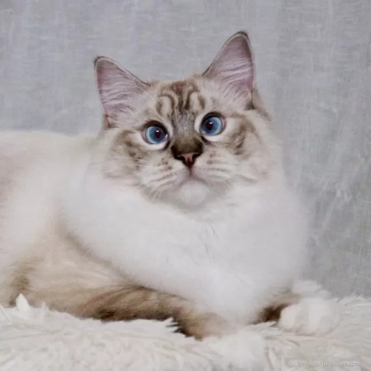 ラグドール【奈良県・男の子・2025年1月10日・シール リンクス ポイント ミテッド】の写真1「表情がとても可愛いプリンスです💝」