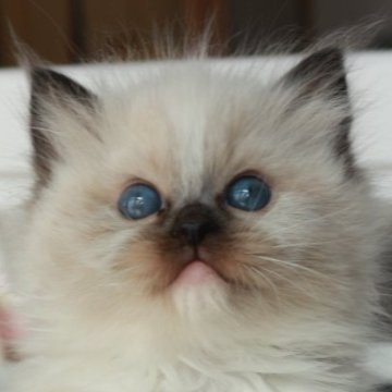 ラグドール【奈良県・女の子・2025年1月10日・シール ポイント ミテッド】の写真「ころんころん🐾ぷりぷりのお姫様」