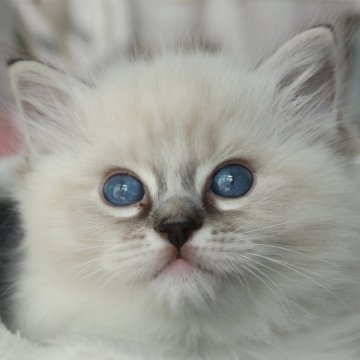ラグドール【奈良県・女の子・2025年1月10日・シール リンクス ミテッド】の写真「ウルトラスーパー美猫すぎる❤️ラグベビィ🐾」