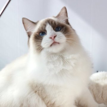 ラグドール【奈良県・男の子・2025年1月10日・シール ポイント バイカラー】の写真「幸せをまったり満喫できます🫧✨両親外産🐾」