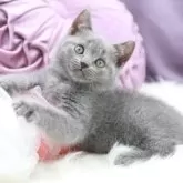 シャルトリュー【奈良県・女の子・2025年7月20日・ブルー】の写真3