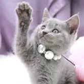 シャルトリュー【奈良県・女の子・2025年7月20日・ブルー】の写真5