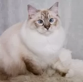 ラグドール【奈良県・男の子・2025年1月10日・シール リンクス ポイント ミテッド】の写真5