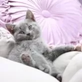 シャルトリュー【奈良県・女の子・2025年7月20日・ブルー】の写真8